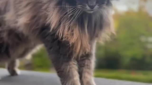 cat video funny 2023