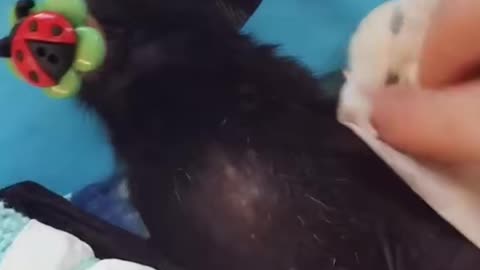 Cleaning A Baby Bat