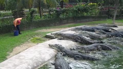 Crocodile Feeding at Langkawi Crocodile Farm