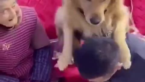 Dog's Anger #shorts #viral #shortsvideo #video