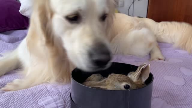 Lovely Golden Retriever Welcomes Cute Baby Bunnies!