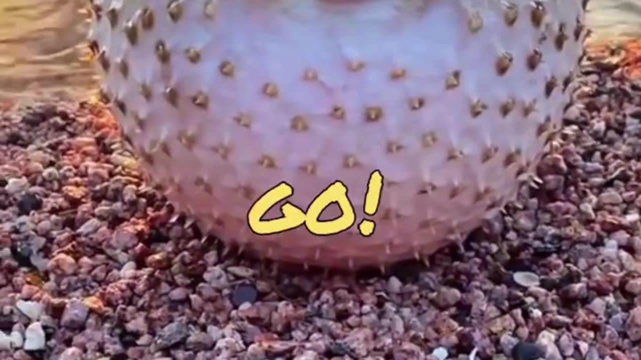 Funny Puffer Fish