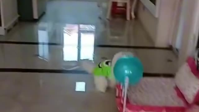 Talented 🐕 dog