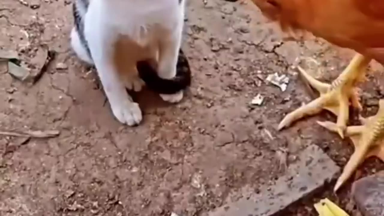 Cat vs Chicken_ Watch What Happens Next