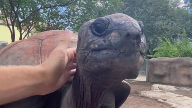 This turtle guess how old it is
