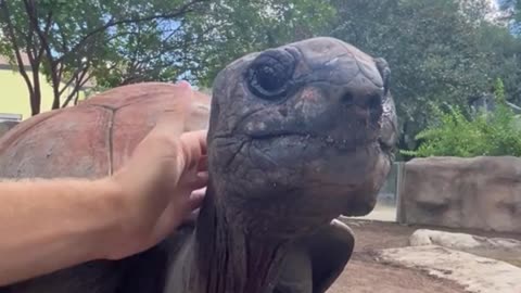 This turtle guess how old it is