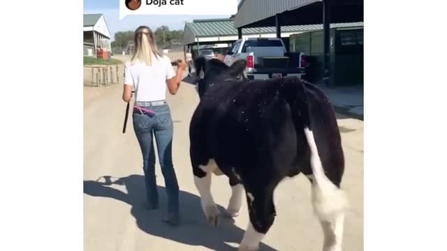 cow walking on the road