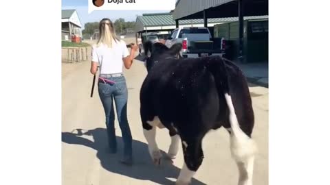 cow walking on the road