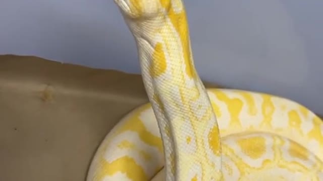 Animals # Golden Python # Science # Wildlife Zero distance