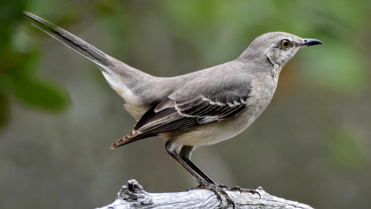 Northern Mockingbird Sounds