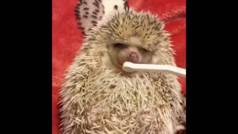 Short Funny Videos