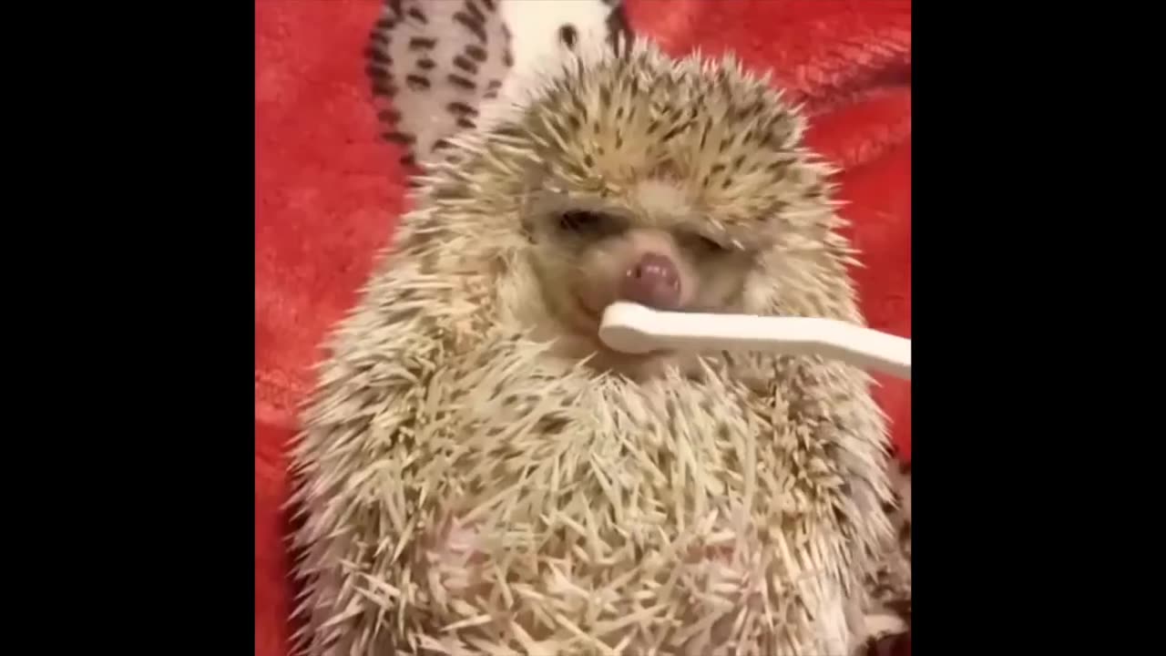 Short Funny Videos
