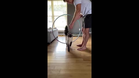 Cat shows puppy the perfect way to perform trick