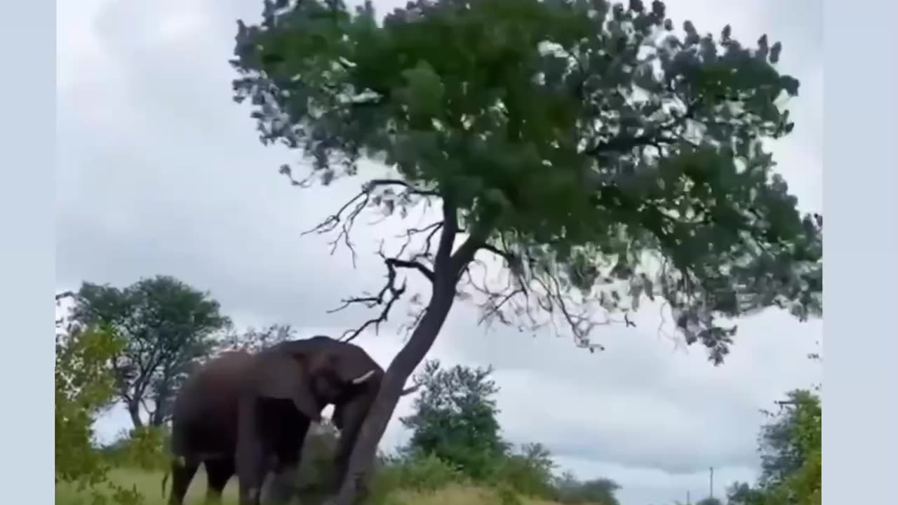 Angry 😡 Elephant 🐘