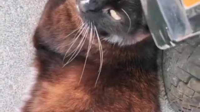 Funny moments of the year compilation funny cats and dogs