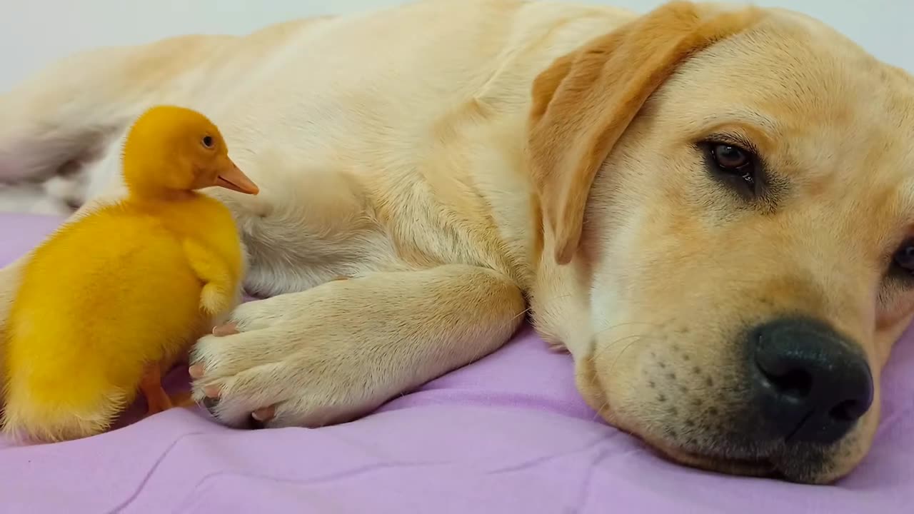 This chick thinks that this dog is her own Mother