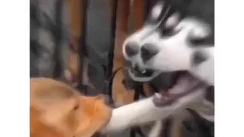 Most watched dog fake fight