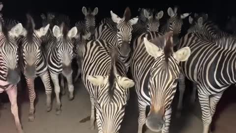 At night the zebra