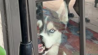 Husky Gets Human's Attention