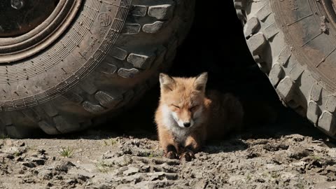 red fox lying between truck tyres