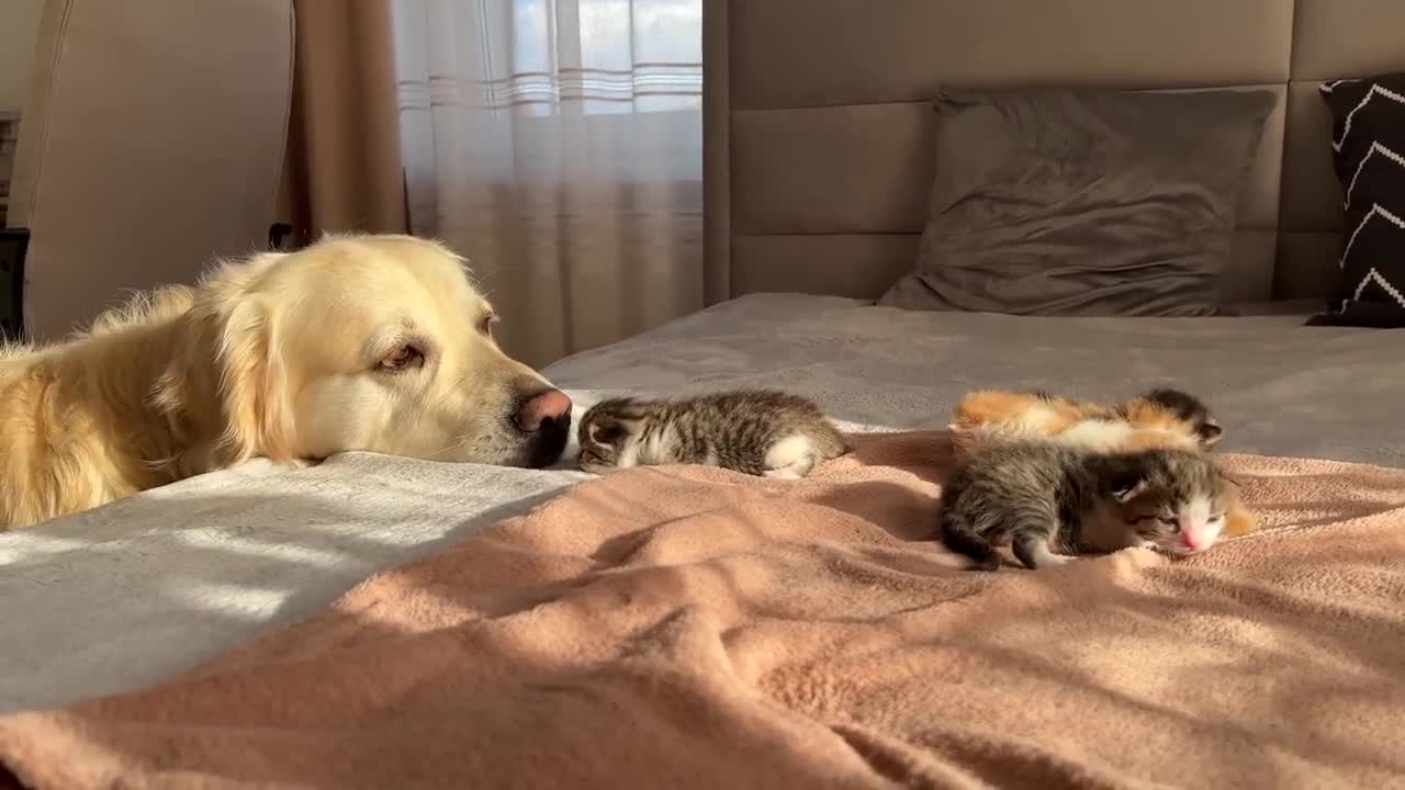 Adorable Golden Retriever and Baby Kittens