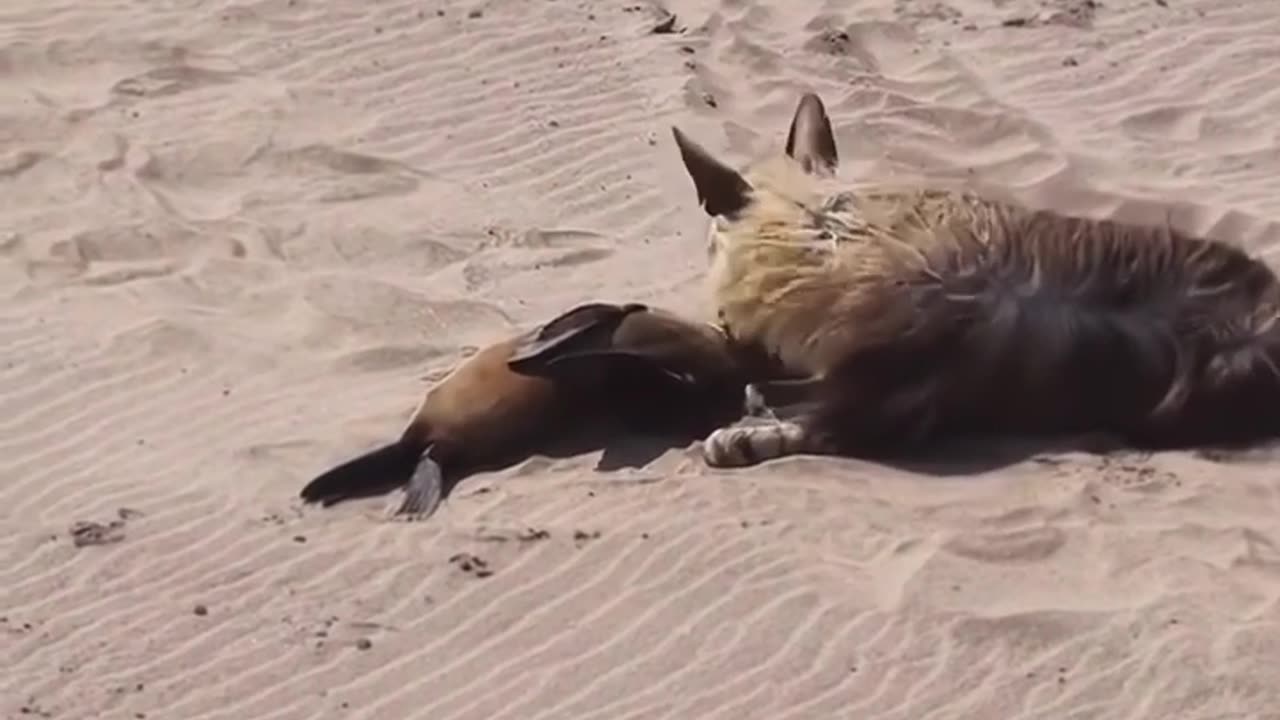 Animal planet