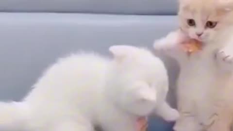 Cute cat's 🤣😺