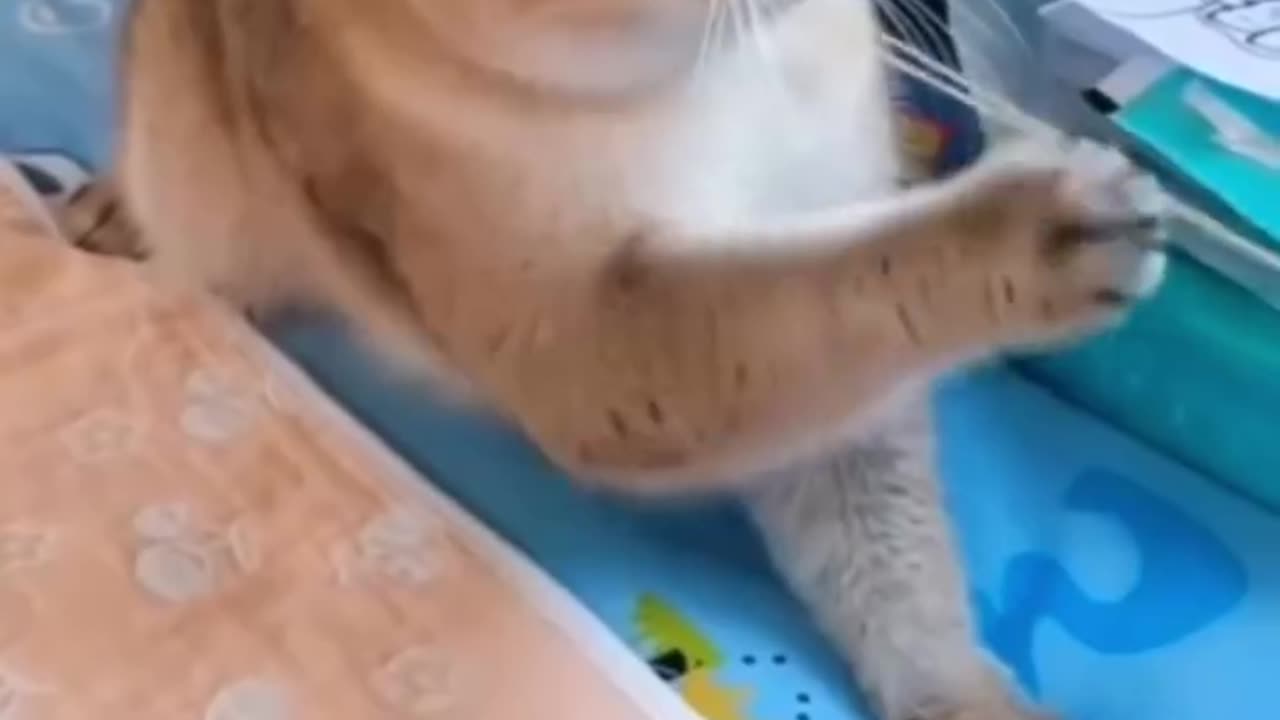 Smart cat