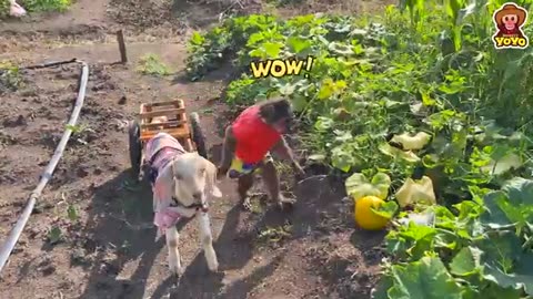 YoYo JR harvests vegetables goes to market sell