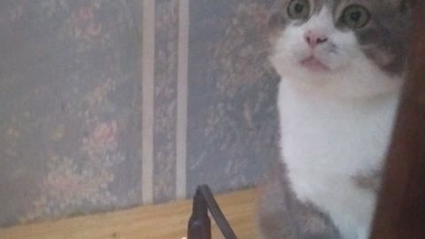 My sweet cat