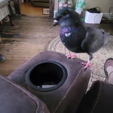 Flock it Farm: Shirley the Pigeon vs. Matt's index finger. UFC