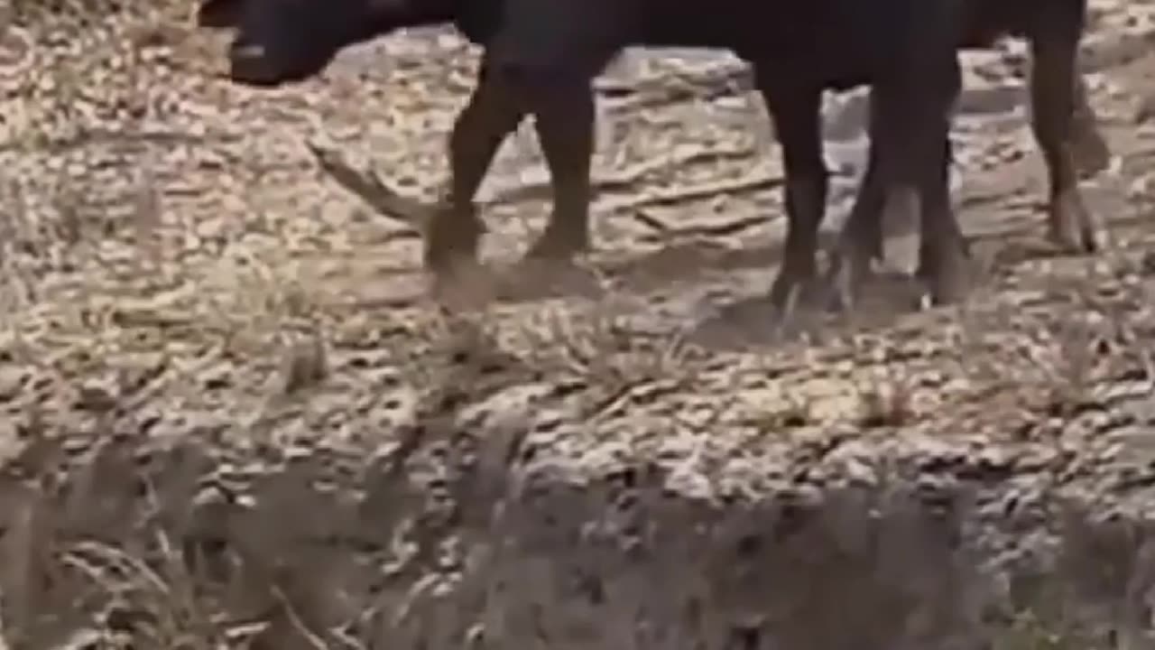 Buffalo 🐃 fight lions