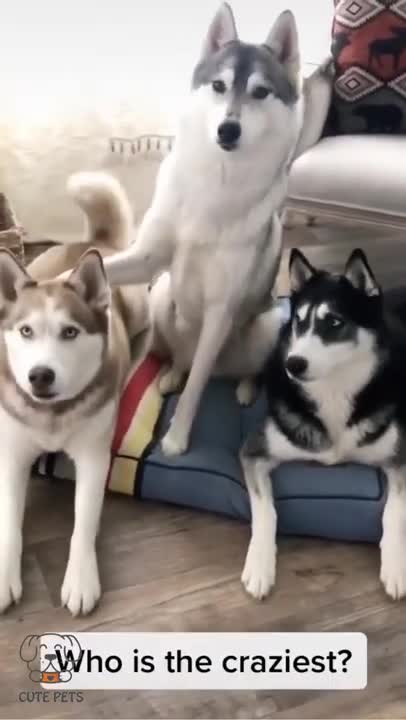 husky try to give answer of all question #funny
