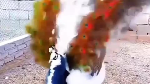 ThevmkBeautiful peacock is dancing