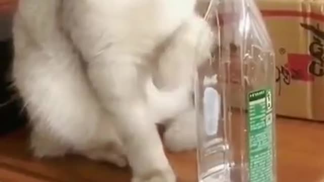 cute kitten doing adventures