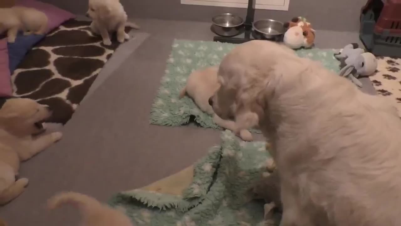 dog mother teaches her 8 weeks old puppies to be calm