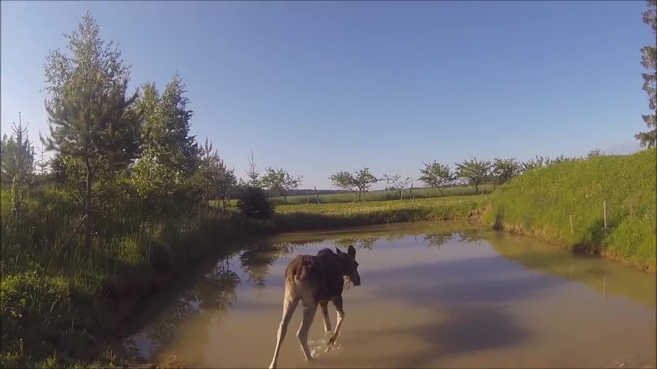 Wild orphaned moose calf enjoys life on the farm