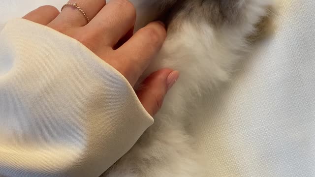 My affection of the day - Cute baby animals Videos