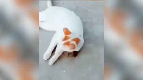 Cat vs frog funny. 🐸🐱