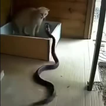 mom cat protection kittens from cobra