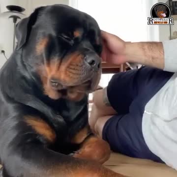 He’s such a big sweet rottweiler