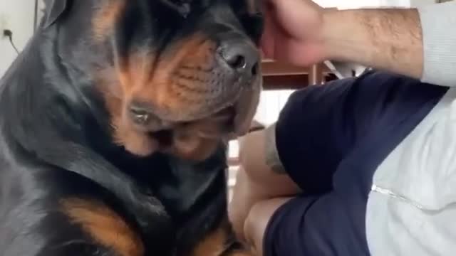 He’s such a big sweet rottweiler