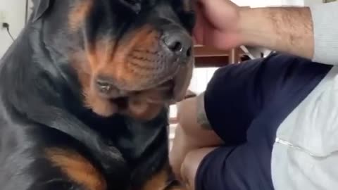 He’s such a big sweet rottweiler