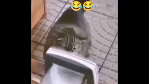 Funny videos animal