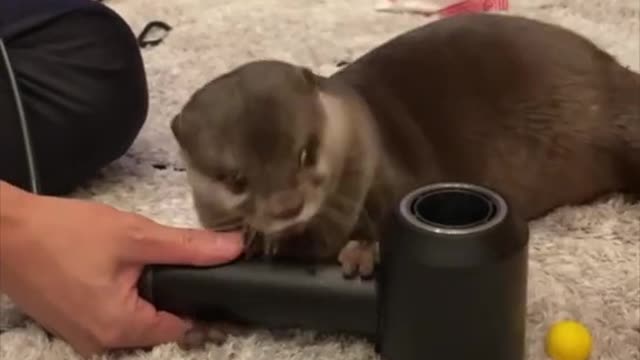 Playful Baby Otter