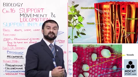 LEC#2 SUPPORT IN PLANTS