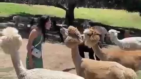 New funny video