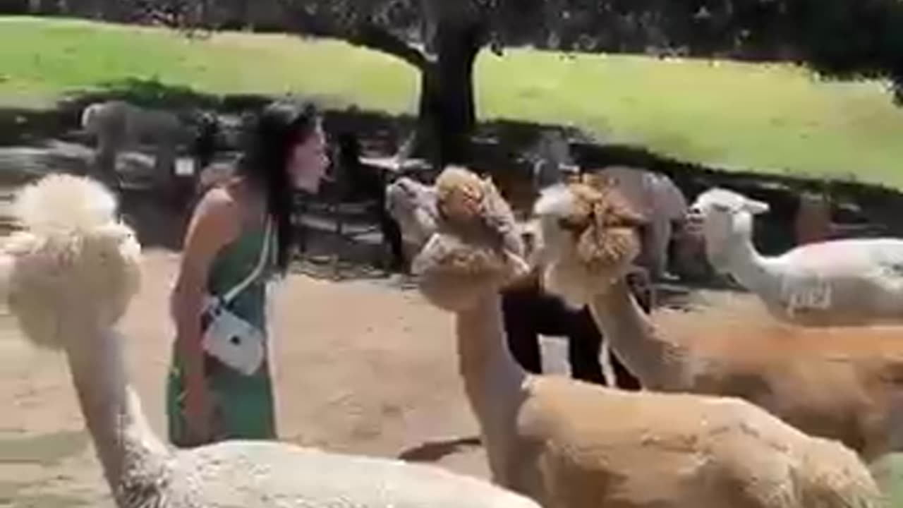 New funny video