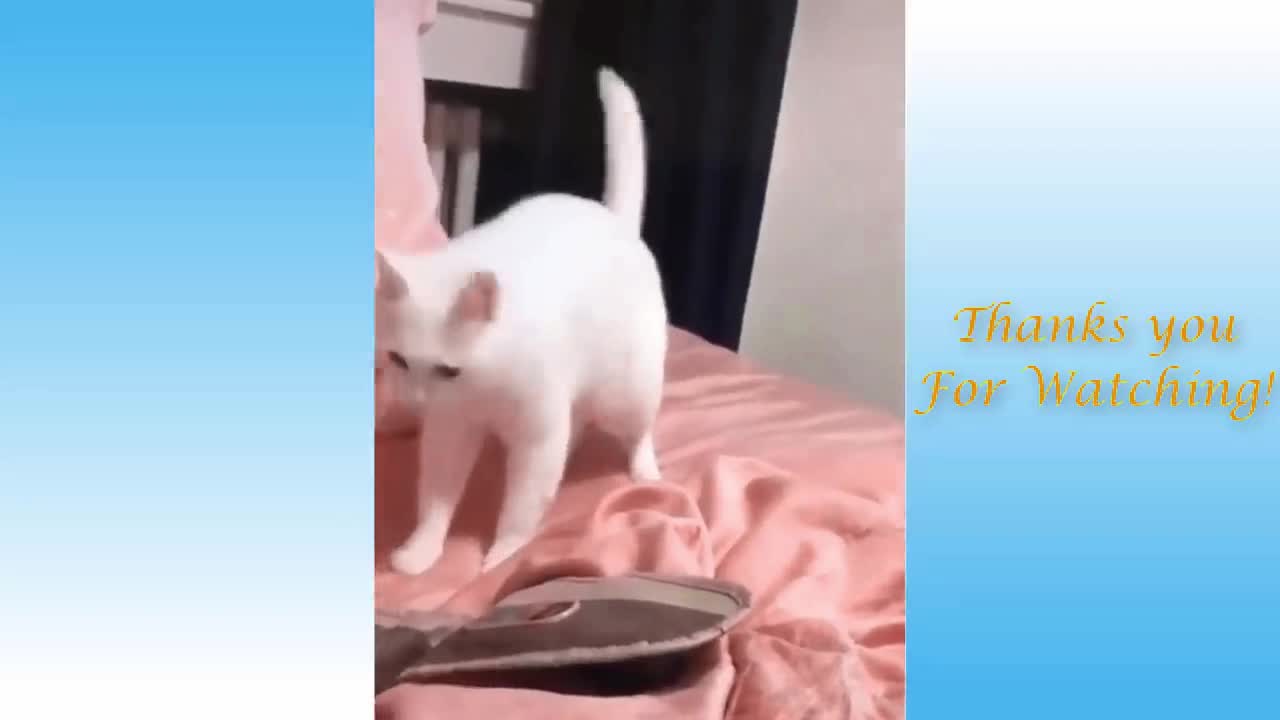 Funny cat video | Part -7