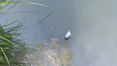 Stealthy Arapaima Fish Takes Food